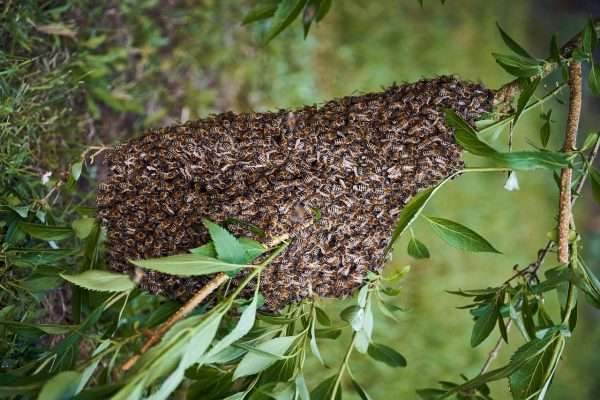 Honeybees Swarming - Behoney